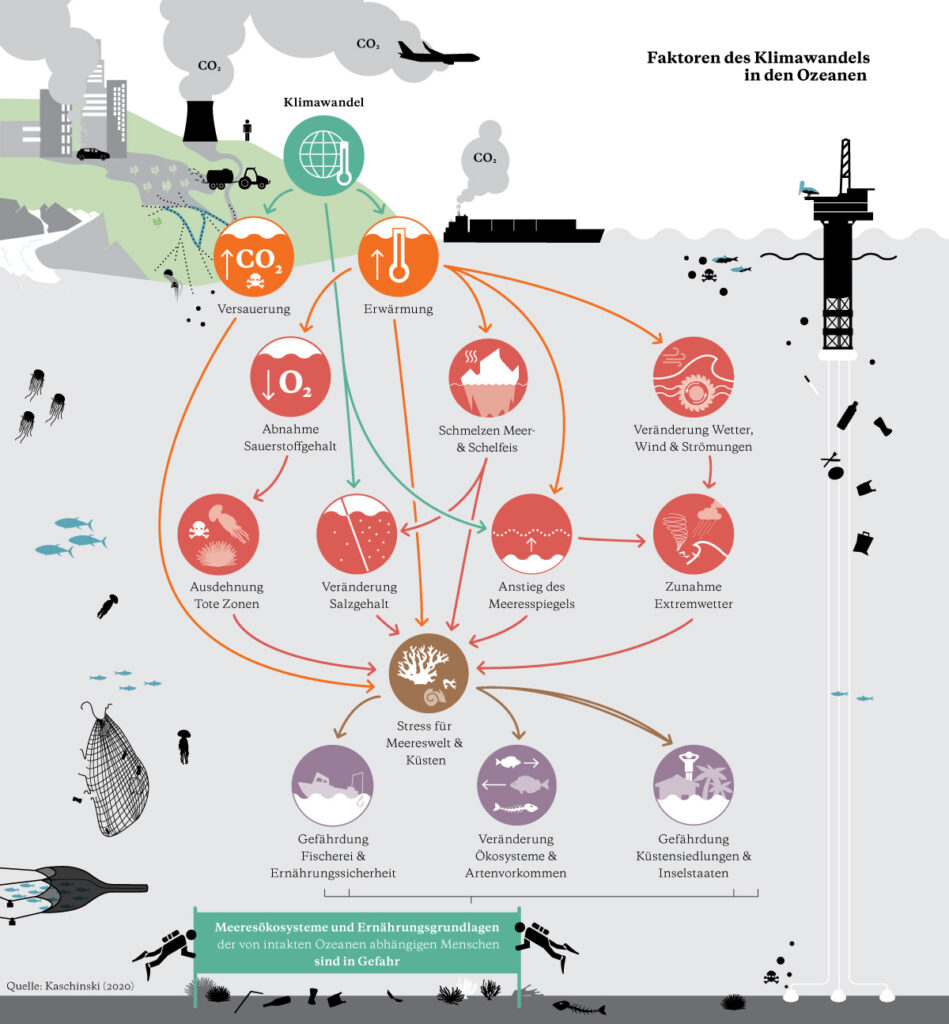 Infografik zu Faktoren und Folgen des Klimawandels in den Ozeanen: Vom Menschen verursachte Versauerung und Erwärmung führen zu gravierenden Veränderungen – vom Artensterben über Meeresspiegelanstieg und Extremwetter bis zur Bedrohung der Ernährungssicherheit.
