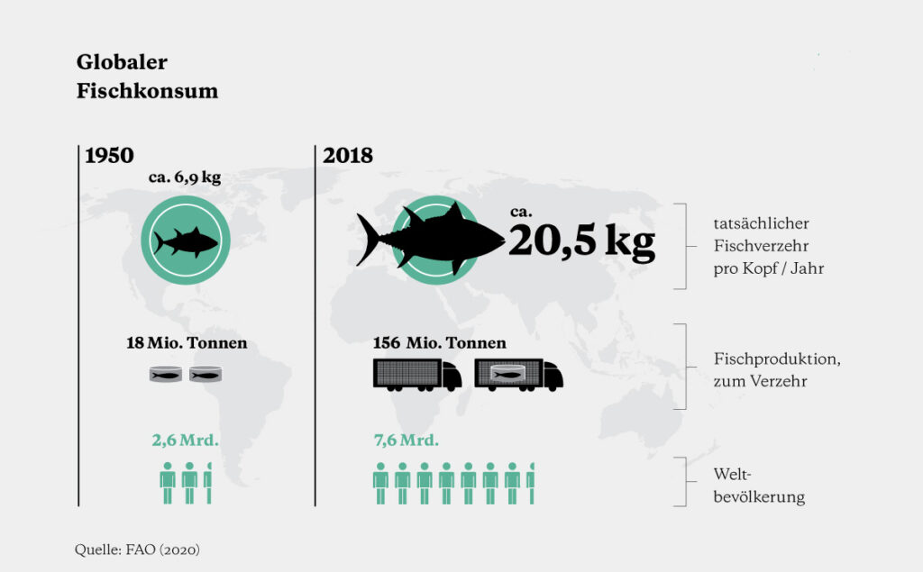 Infografik zum global steigenden Fischkonsum: Mit wachsender Weltbevölkerung und industrieller Fischproduktion hat sich der Pro-Kopf-Verzehr deutlich erhöht – von 6,9 kg im Jahr 1950 auf 20,5 kg im Jahr 2018.