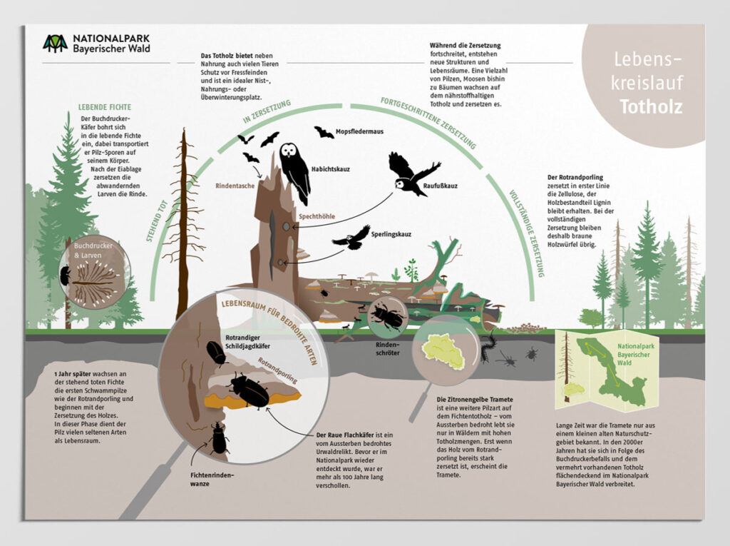 Infografik über den Lebenskreislauf von Totholz im Nationalpark Bayerischer Wald: Vom Absterben der Fichte durch Borkenkäfer bis zur vollständigen Zersetzung entsteht wertvoller Lebensraum für bedrohte Arten von Käfern, Pilzen und Eulen.