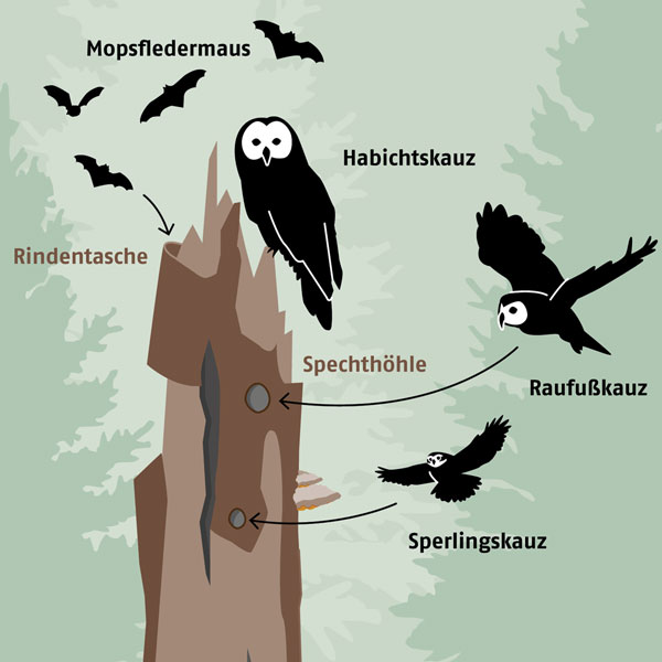 Projektvorschau: Infografik zum Lebenskreislauf von Totholz im Nationalpark Bayerischer Wald