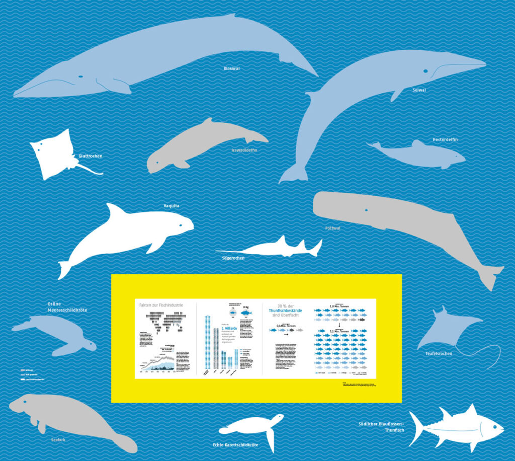 Infografik zu den Folgen des industriellen Fischfangs: Steigender Fischkonsum und zunehmender Fischfang gehen Hand in Hand. 30 % der Thunfischbestände sind überfischt. Viele Meeresarten sind bedroht – etwa die Seekuh (gefährdet), der Blauwal (stark gefährdet) oder die Echte Karettschildkröte (vom Aussterben bedroht).